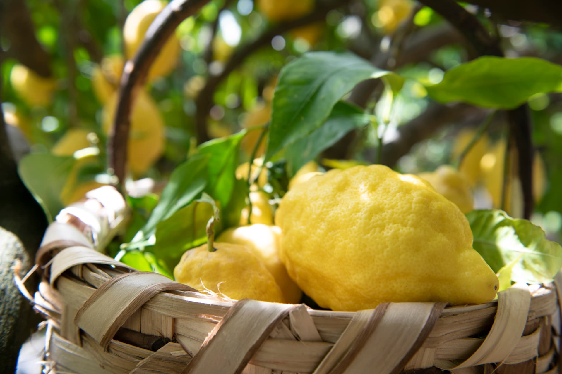Sfusato amalfitano: Lemons, Groves and Limoncello